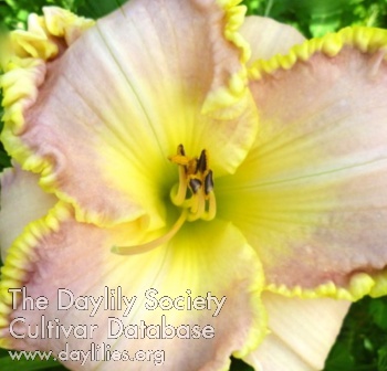 Daylily Sara Morgan